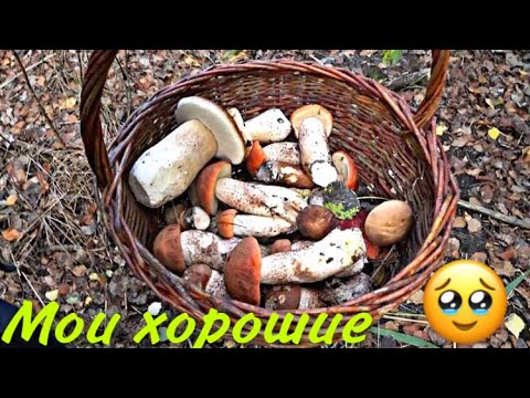 Видео: Красивенные грибы в новом месте. 23 сентября