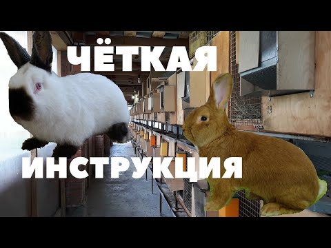 Видео: Как выбрать кролика на племя в молодом возрасте