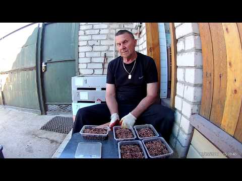 Видео: Отсев товарного червя и огурчики на биогумусе.