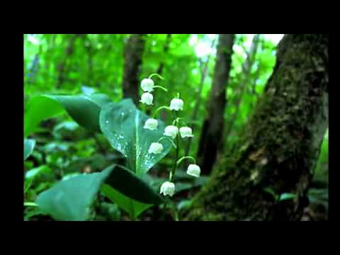 Видео: Антон Макарский.  БЕЛОВЕЖСКАЯ ПУЩА.