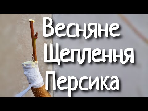 Видео: Щеплення персика весною. Щеплення під кору.