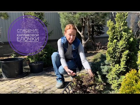 Видео: СПАСЕНИЕ КАРЛИКОВОЙ ЕЛОЧКИ