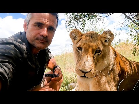 Видео: Удаление клещей у ЛЬВОВ | Заклинатель львов