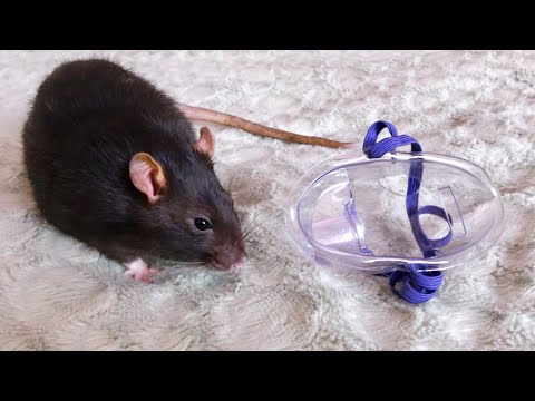 Видео: Как делать ингаляции крысам 🐀