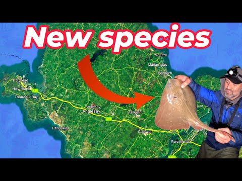 Видео: Малоглазый скат и окунь в Англси, Северный Уэльс | Новый PB | Морская рыбалка в Великобритании | ...