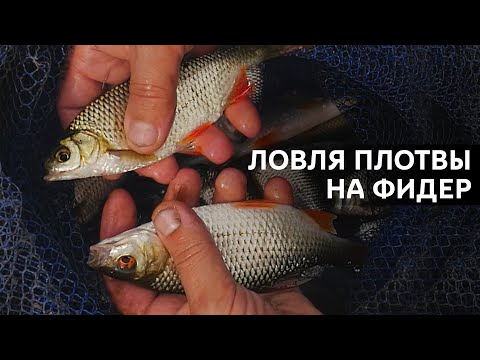 Видео: Городская рыбалка. Ловля плотвы на озере