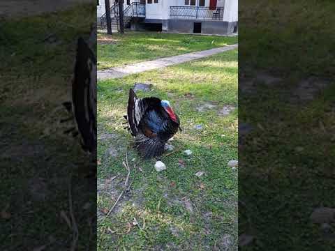 Видео: Абхазия. Пансионат Эвкалиптовая роща.