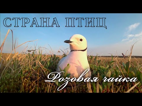 Видео: Страна птиц. "Розовая чайка". Документальный фильм @SMOTRIM_KULTURA