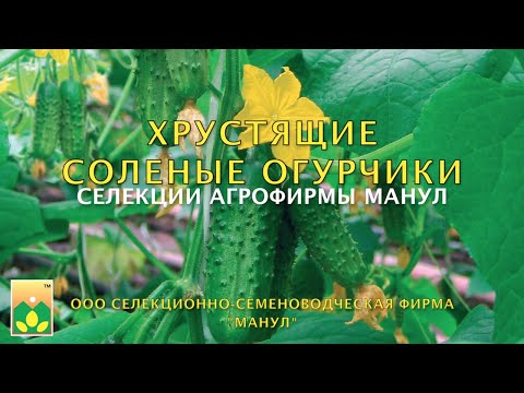 Видео: Хрустящие соленые огурчики селекции Агрофирмы Манул. Выбираем засолочные гибриды.