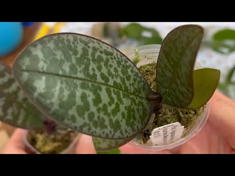 Видео: РАСПАКОВКА НОВЫХ ОРХИДЕЙ ! НЕВЕРОЯТНЫЕ СОРТА 🥰