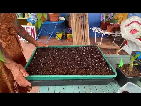 Видео: Секреты проращивания семян пустынной розы