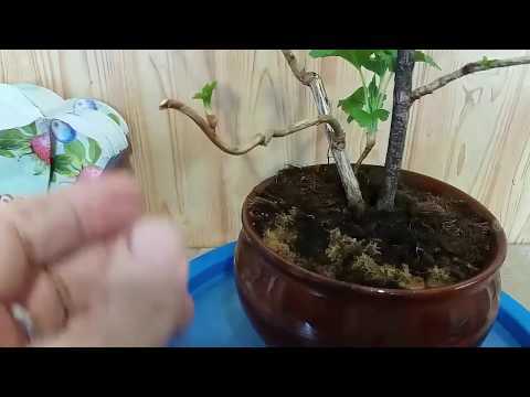Видео: Как правильно делать обрезку бонсай из смороды How to prune currants bonsai