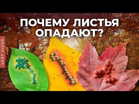 Видео: Удивительная биохимия листопада [Clockwork]
