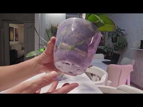 Видео: ФАЛЕНОПСИСЫ! Моя фирменная посадка.