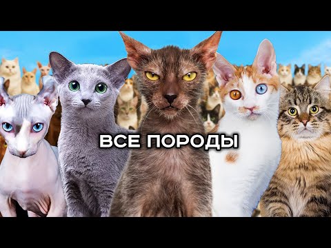 Видео: 100 фактов про ВСЕ ПОРОДЫ КОШЕК в мире