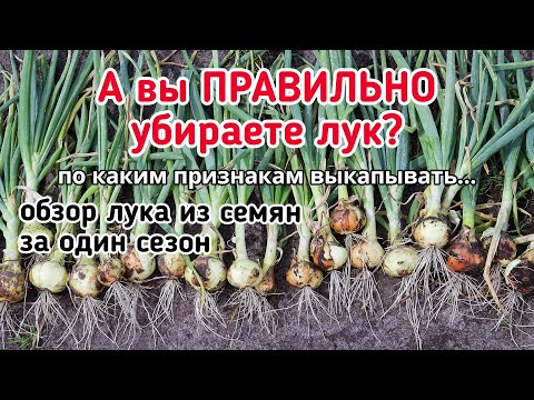 Видео: Убираю лук, урожай отличный из копеечных семян.