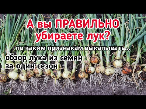 Видео: Убираю лук, урожай отличный из копеечных семян.