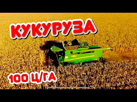 Видео: УБОРКА КУКУРУЗЫ ✅ ЗАВОРАЖИВАЮЩЕЕ ЗРЕЛИЩЕ …