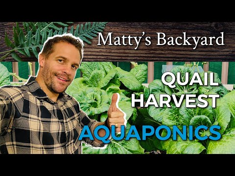 Видео: Аквапоника | Перепела | Урожай #аквапоника #перепела #урожай