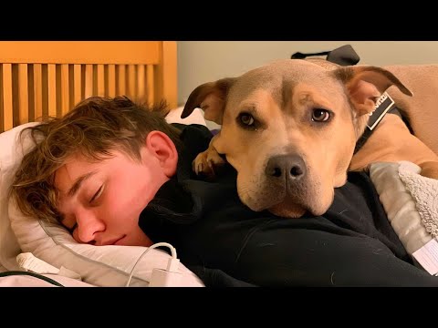 Видео: Испуганный брошенный питбуль никому не позволял себя трогать — пока один мальчик не изменил всё