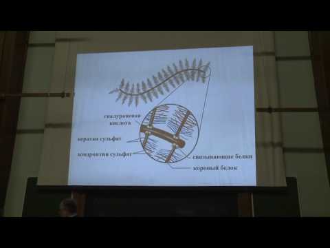 Видео: Асеев В. В. - Основы биохимии - 11. Функции белков