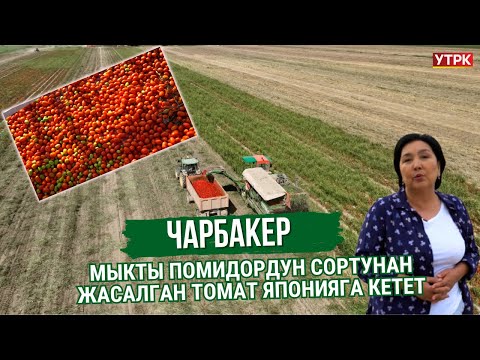 Видео: Мыкты помидордун сортунан жасалган томат Японияга кетет |ЧАРБАКЕР