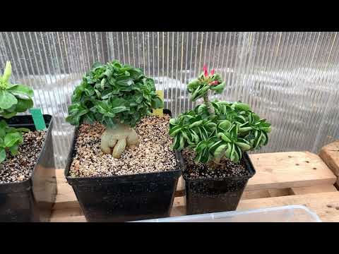 Видео: Отличия мини адениумов от «барашков».