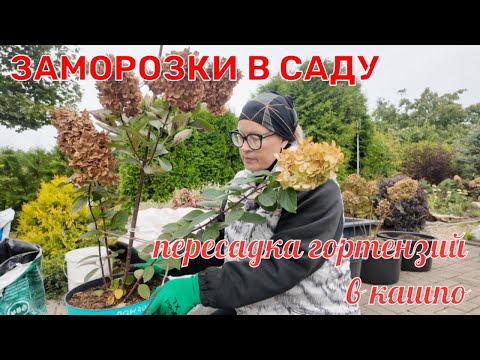 Видео: Заморозки в саду Пересадка гортензий в кашпо