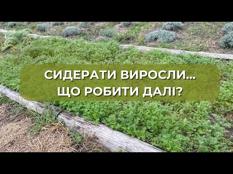 Видео: Сидерати виросли - що з ними робити далі? 