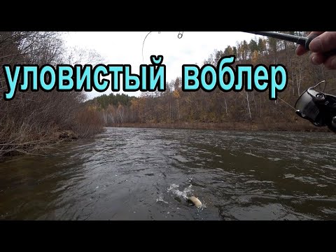 Видео: Уловистый воблер на ленка 🎣 Рыбалка в Забайкалье ловля ленка осенью