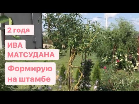 Видео: Ива Матсудана 🌳 Формирую два года 🌳 Что получается?