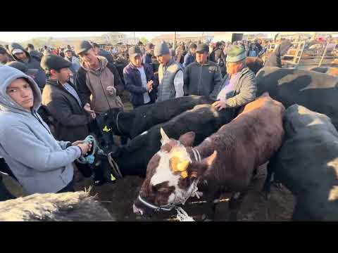Видео: бокма букалар урганч гайбу молбозори 
