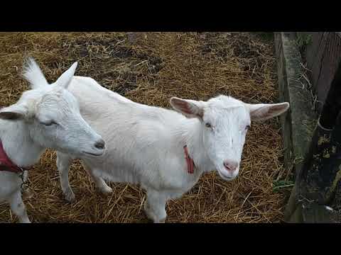 Видео: Сода для коз