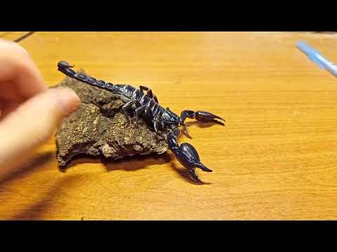 Видео: Скорпион Heterometrus spinifer. Полный обзор вида