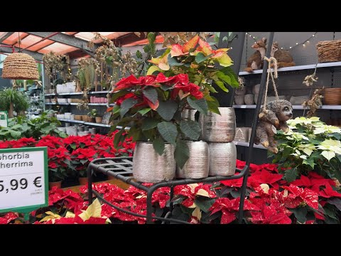 Видео: Часть 1. Садовый центр в Германии 🌟 Дортмунд 🌟 Обзор ассортимента 🌟