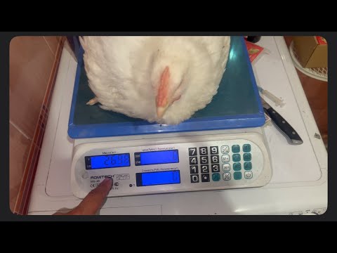 Видео: Замер Привесов Кобб 500 на 37 сутки Привесы На Комбикорме Собственного Приготовления от предстарта