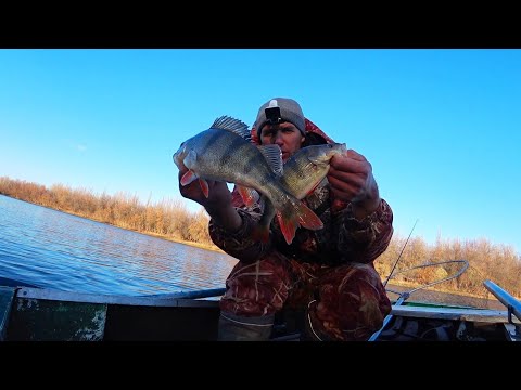 Видео: ДАВИТ В ДУГУ, ВОТ ГДЕ ОН СИДИТ. ЛОМОВОЙ ОКУНЬ ПОД КОРЯГОЙ. Рыбалка на спиннинг. Ловля окуня и щуки
