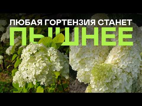 Видео: Пышная Гортензия За 20 Минут! Вы Не Поверите Но Реально Работает!