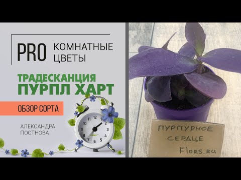 Видео: Традесканция Пурпл Харт - пурпурное сердце вашего дома.