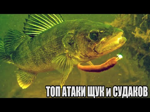 Видео: Рыбалка🎣 Топ САМЫЕ ЗРЕЛИЩНЫЕ АТАКИ Больших Гигантских ЩУК , Судаков на приманки🐟 Подводная съёмка