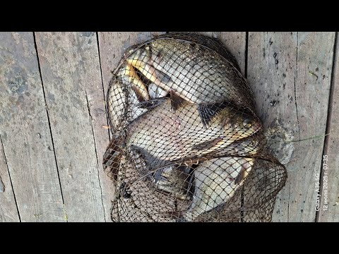 Видео: Ловля леща и другой рыбы в водохранилище.Рыбалка на донки с кормушкой и поплавочную удочку.