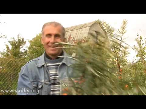 Видео: Облепиха  Как сохранить урожай Отвечает Николай Рабушко