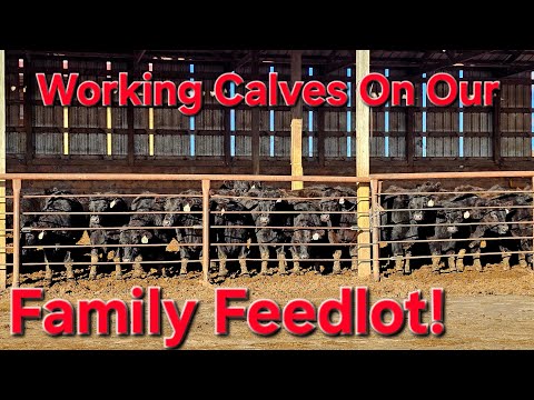 Видео: Вакцинация от СМЕРТЕЛЬНОЙ болезни наших телят-откормщиков. . .