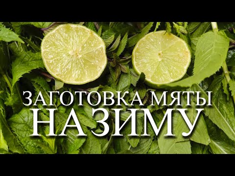 Видео: ЗАГОТОВКА МЯТЫ НА ЗИМУ