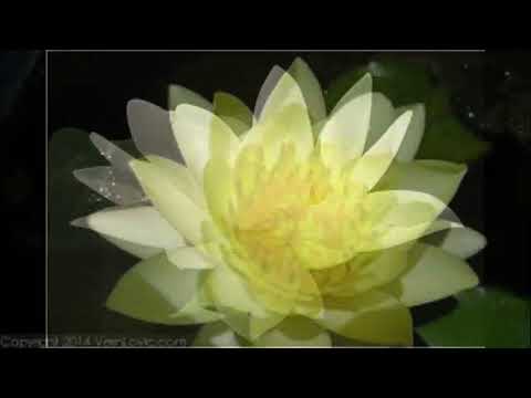 Видео: Мэгзэм