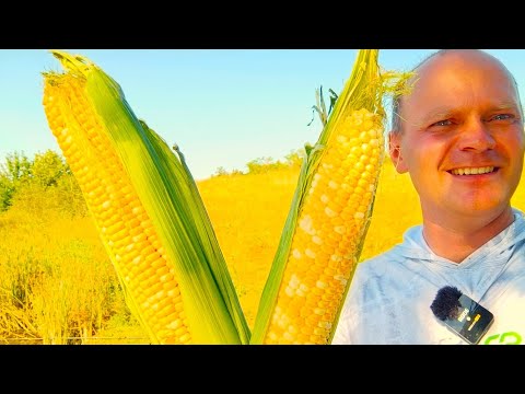 Видео: Сезон кукурудзи підходить до кінця