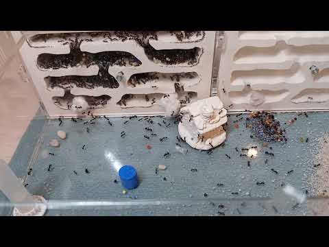 Видео: Запаковка моих муравьев к отъезду в деревню!