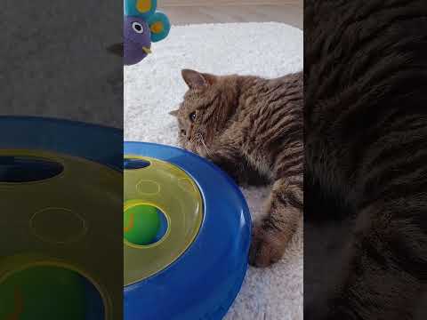 Видео: Peach is lazily playing😅 | Персик лениво играет😅 #кот #cat #игры #games