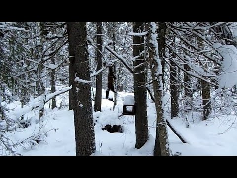 Видео: 50 дней в тайге Прикамья. Бродяги Севера. Часть 6