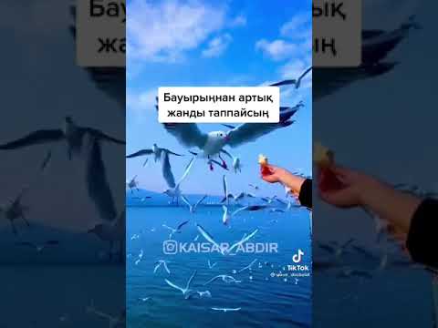 Видео: Бауыр деген